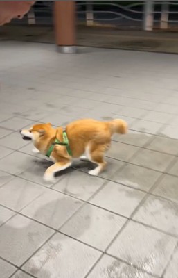 走り出す柴犬