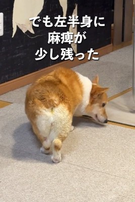 麻痺が残ってしまったモコちゃん