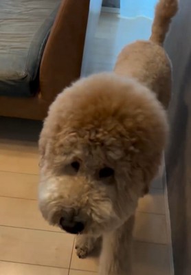 ママに近づくシャビくん