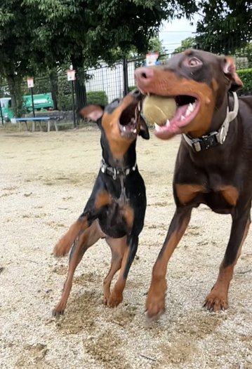 ドーベルマンと遊ぶミニチュアピンシャー