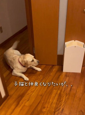 子猫たちを見てしっぽを振る犬