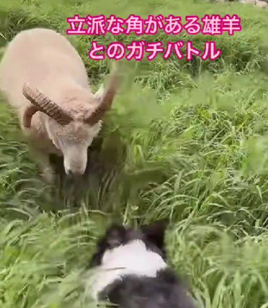 絶対に引かないわかばちゃん