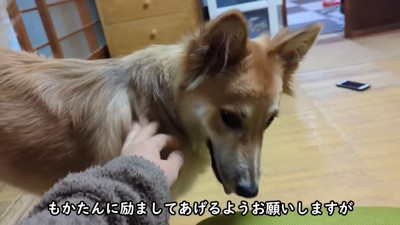 りゅうさんを励ますもかちゃん2