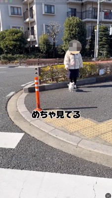立ち止まって男性を見つめる犬