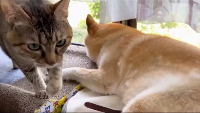 犬の傍を通り過ぎる猫