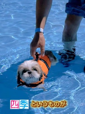 プールを楽しむぽてりちゃん