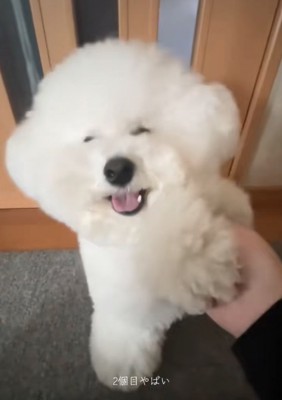 笑顔を見せる犬