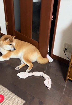 しっぽをツンツン…