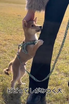 足にしがみつく小次郎くん