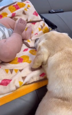 匂いを嗅ぐベルちゃん