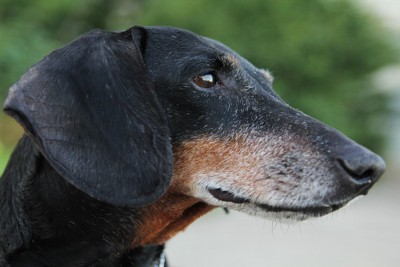 老犬のダックスフンド