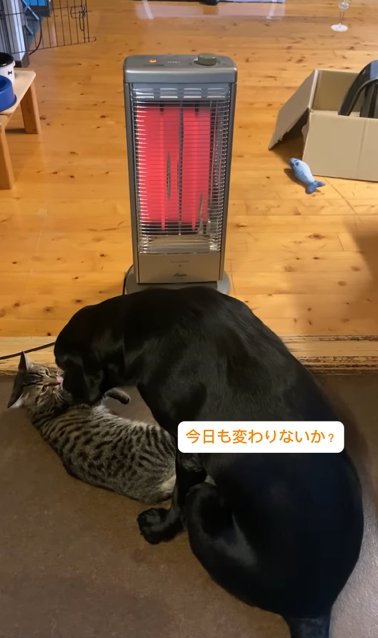 朝のストーブ前で並ぶ子猫とラブラドールレトリバー