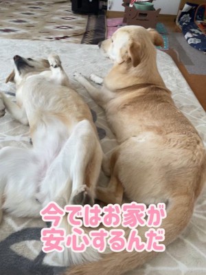 きなこちゃんの変化、もなかちゃんとの出会い9