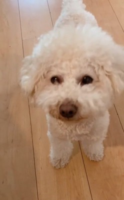 飼い主さんを見るだんぼくん