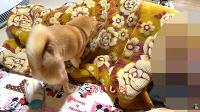 毛布をホリホリ