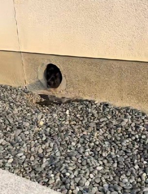 穴から出てきたのは…?