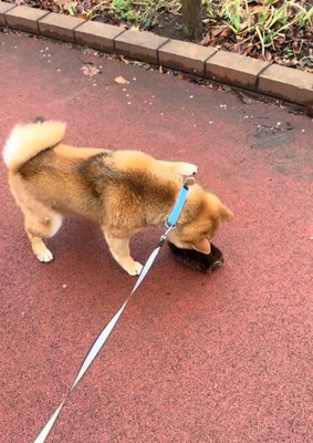 においを嗅ぐりんちゃん