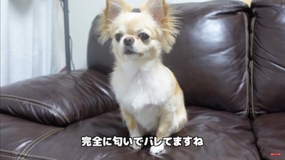 飼い主さんが浮気した時のみるくちゃん