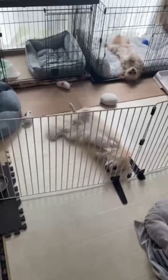 イタズラを誤魔化す小春ちゃん&つむぎちゃん3