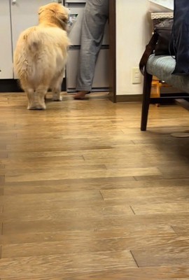 オヤツを奪うベルちゃん4