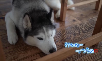 不安そうな犬2