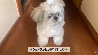 てんぽさんの熱烈歓迎8
