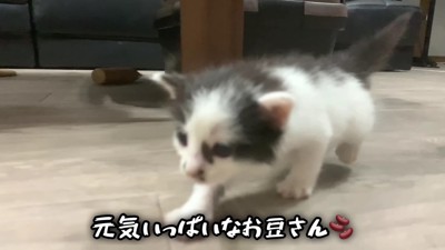 可愛い子猫を保護！