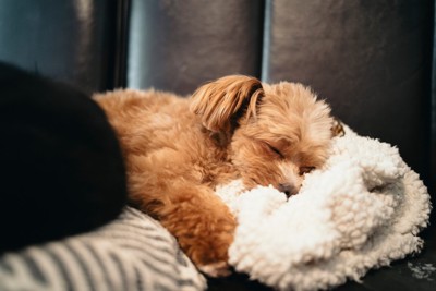 眠るトイプードル