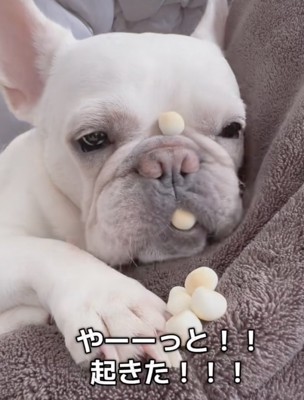 「ん…？いい匂い」