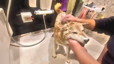 シャンプーをするスティーブくん7