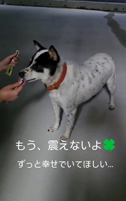 差し出されたおやつを舐める黒い犬
