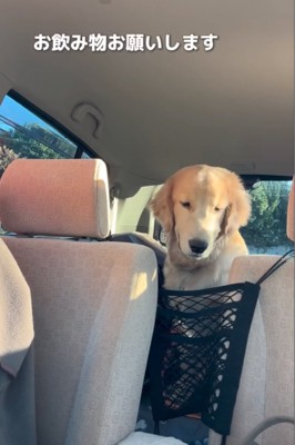 落ち着きがなくなる大型犬