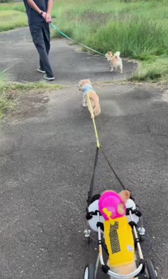 みんなでお散歩楽しいね