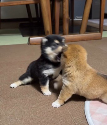 一生懸命口を開けます