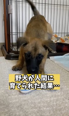 愛情を注いで育てられたアキちゃん2