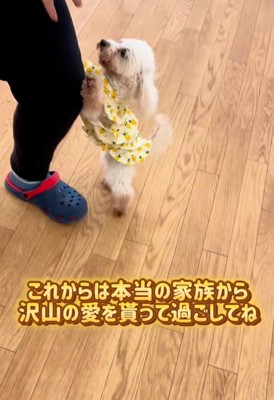甘える犬