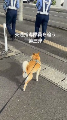 辺りを見まわす犬