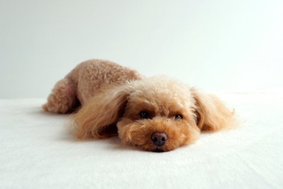 床に伏せる犬