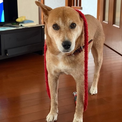 リードを首にかけて見つめる犬