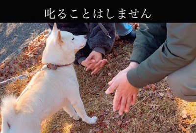 飼い主を見つめる柴犬
