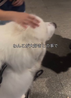 撫でられる犬