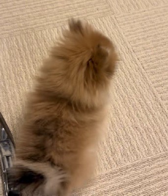 なぜかバック…!!