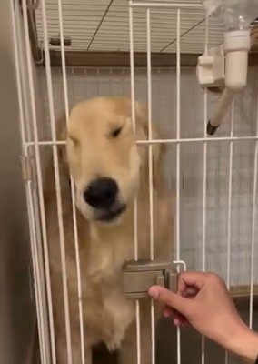 目が吊り上がったかやちゃん