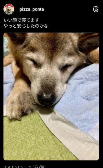 里親さんの元で穏やかな表情のたろうくん