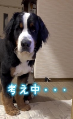 考え中の犬