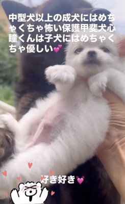 小さな子犬が目の前に