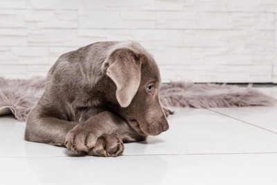 上目遣いで見つめる犬