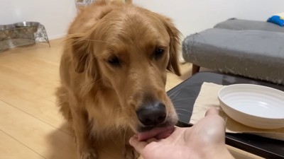 よもぎちゃん&だいず君の納豆への反応⑩