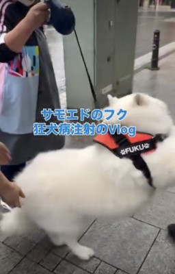 動物病院、断固拒否！