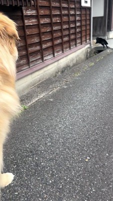 家の中に入っていく猫を見る犬